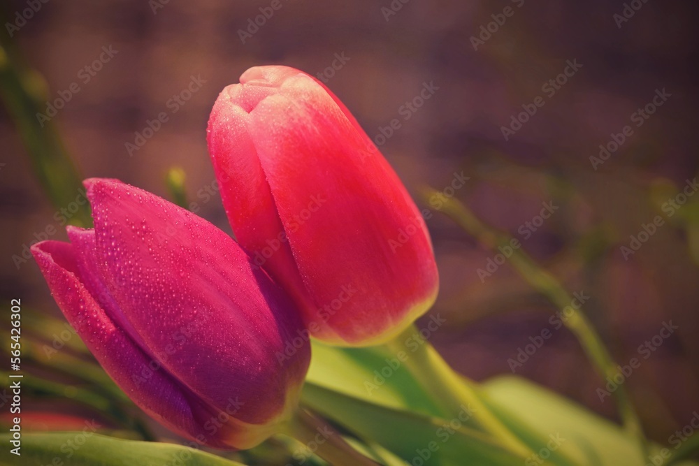 Beautiful colorful flowers. Symbol of love. Valentine's Day concept - Valentine's Day gift. Beautiful colorful flowers. Symbol of love. Valentine's Day concept - Valentine's Day gift.