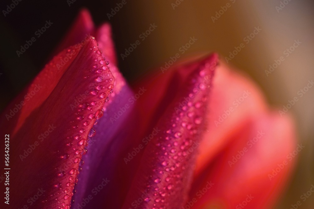 Beautiful colorful flowers. Symbol of love. Valentine's Day concept - Valentine's Day gift.