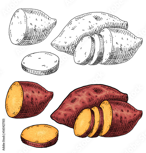 Whole, half and slice sweet potato. Vintage engraving vector color illustration. Isolated on white