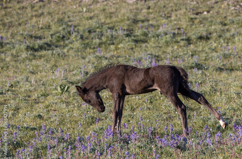 Wild Horse Foal in Summer in the Pryor Mountains Montana