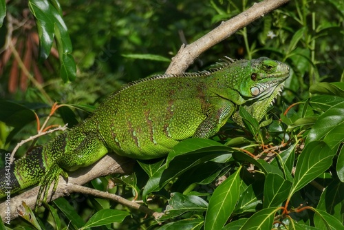Iguane Vert des Saintes Iguana Iguana