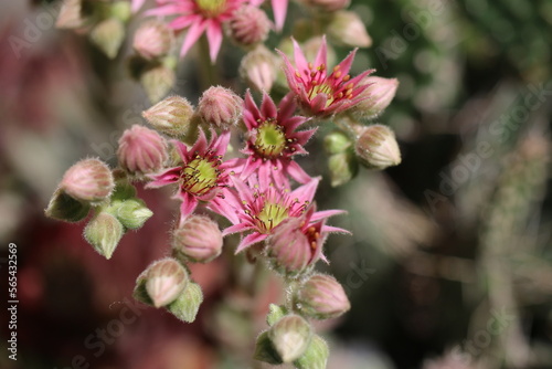 Sempervivum x funckii rojnik Funcka