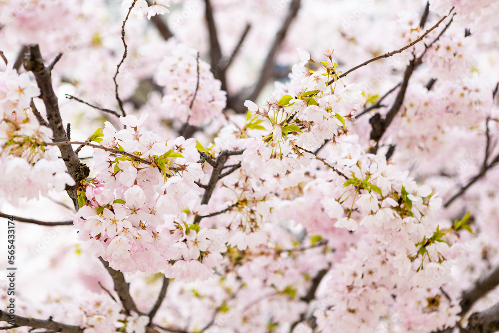 cherry blossom in spring