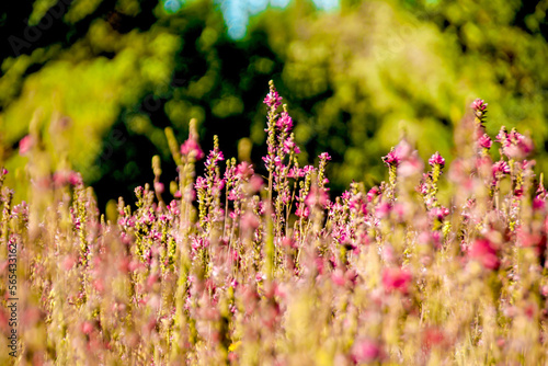 Fields of Pink Wildflowers in Lake Tahoe  CA