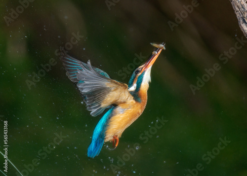 Kingfisher catching a prey