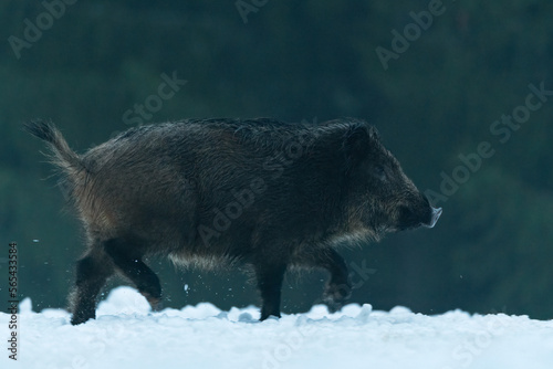 Wallpaper Mural Wild boar walking in the misty forest scenery Torontodigital.ca