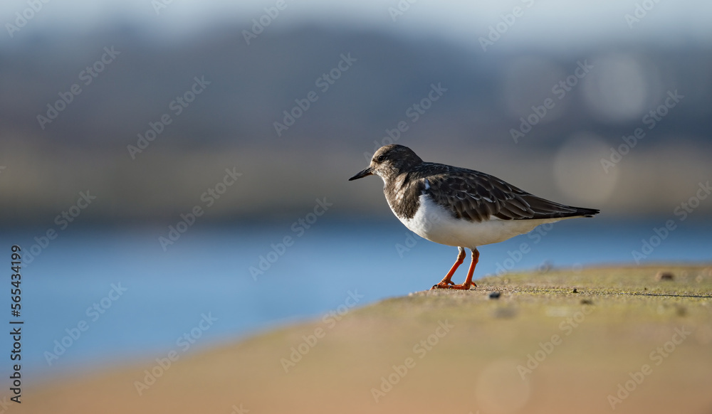 Ruddy Turnstone captured against a soft seaside background. Ruddy Turnstone captured against a soft seaside background.