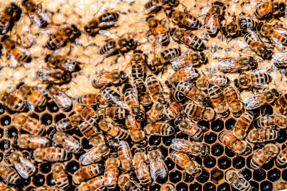 California Beehive Closeup California Beehive Closeup