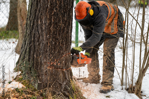 A professional lumberjack cutting down a dangerous tree near a public road.