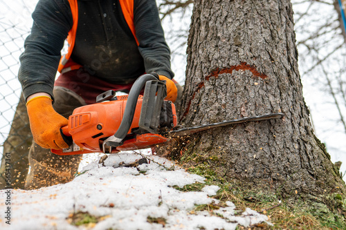 Wallpaper Mural A professional lumberjack cutting down a dangerous tree near a public road. Torontodigital.ca