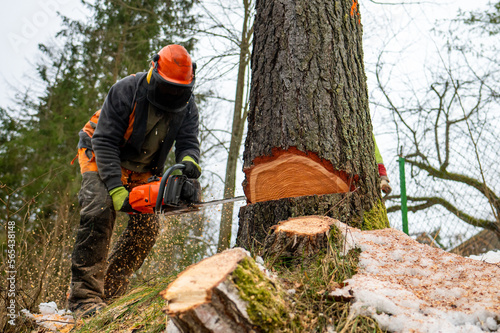 A professional lumberjack cutting down a dangerous tree near a public road. © Szymon Bartosz