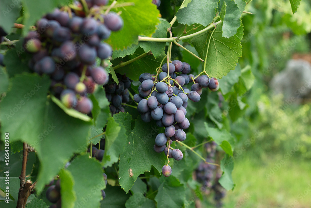 Ripe juicy blue wine grapes in organic garden on a blurred background of greenery. Eco-friendly natural products, rich fruit harvest Ripe juicy blue wine grapes in organic garden on a blurred background of greenery. Eco-friendly natural products, rich fruit harvest
