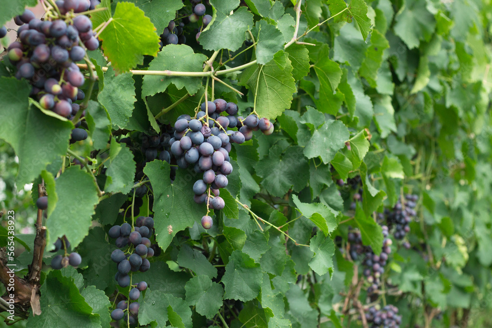  blue wine grapes in organic garden on a blurred background of greenery. Eco-friendly natural products, rich fruit harvest.  Copy space for your text. 