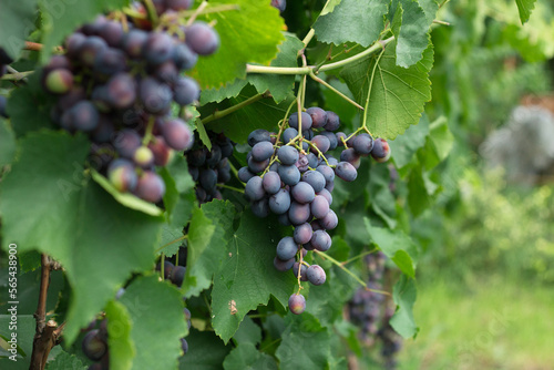 Ripe juicy blue wine grapes in organic garden on a blurred background of greenery. Eco-friendly natural products, rich fruit harvest