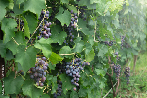 Ripe juicy blue wine grapes in organic garden on a blurred background of greenery. Eco-friendly natural products, rich fruit harvest. Close up macro. Copy space for your text. Selective focus.