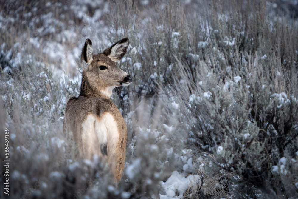 Mule deer in winter sagebrush Mule deer in winter sagebrush