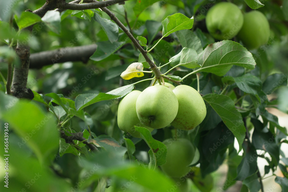 Golden Delicious Apple. Fresh green juicy apple in organic garden. Selective focus Golden Delicious Apple. Fresh green juicy apple in organic garden. Selective focus
