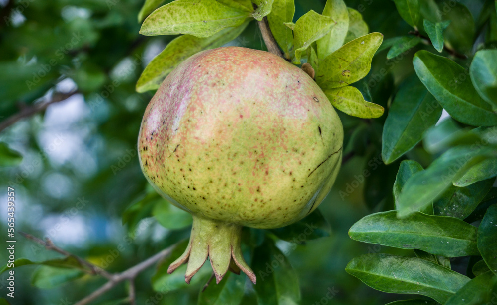 Pomegranate apple tree branch on garden background. Pomegranate apple tree branch on garden background.