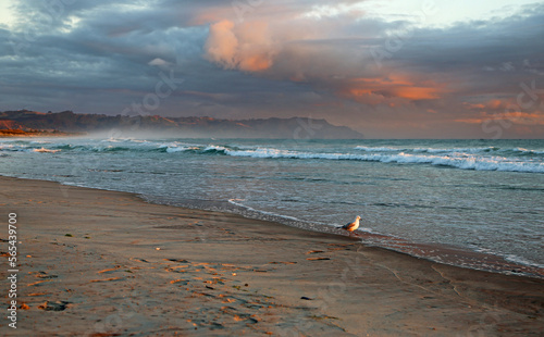 Seagull on Waihi Beach - New Zealand photo