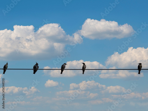 Obraz na plátne five birds are sitting on an electric cable