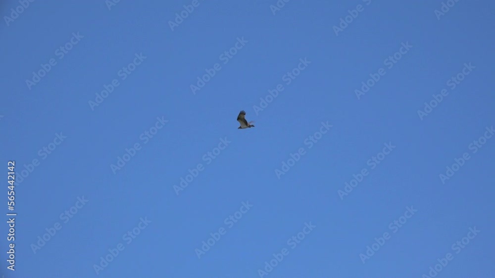 Eagle-snake-eater flies on a clear blue sky. Eagle-snake-eater (Circaetus gallicus, Circaetus ferox). Eagle-snake-eater flies on a clear blue sky. Eagle-snake-eater (Circaetus gallicus, Circaetus ferox).