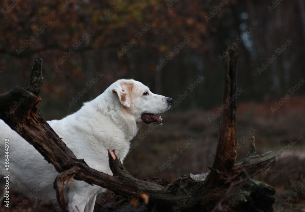 Weißer großer Hund im Wald unangeleint