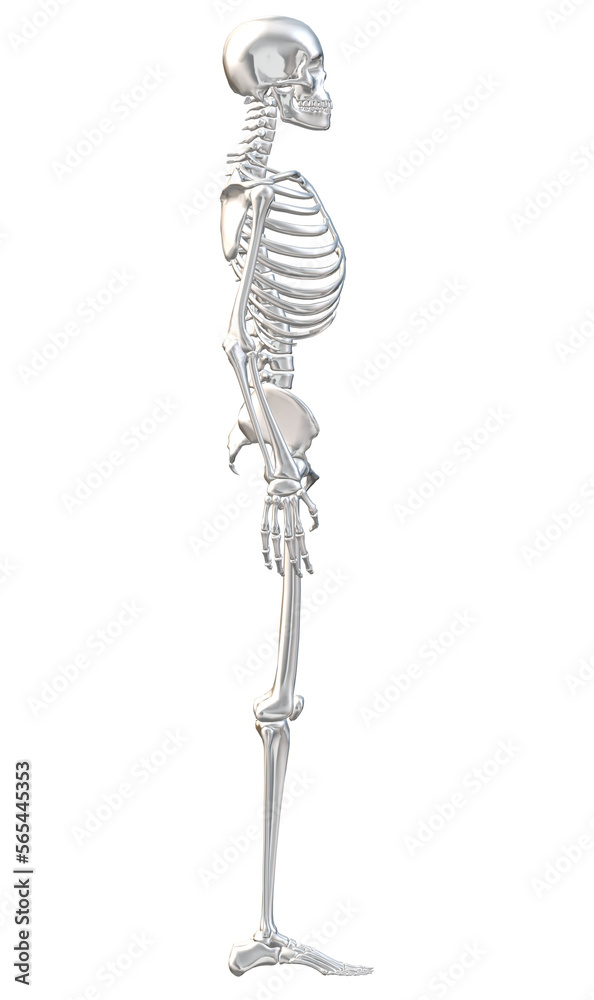 3d rendered illustration of a skeleton