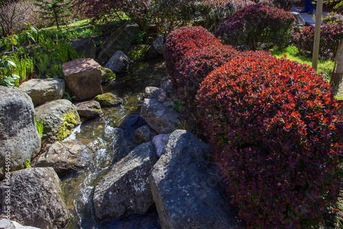 Photography Red leaves of the bushes in the Japanese garden in Wroclaw and in the left corne