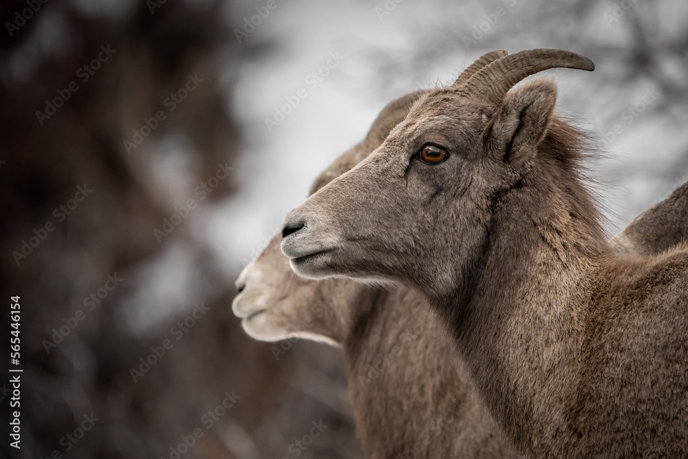 Bighorn sheep portrait closeup with clear eyes and brown background Bighorn sheep portrait closeup with clear eyes and brown background