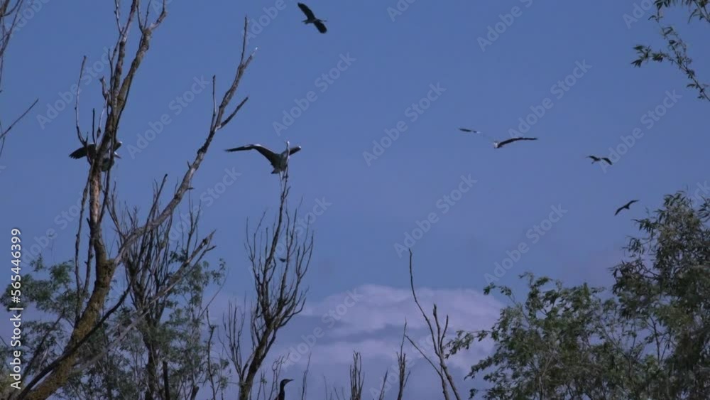 Flock of herons circling in sky above trees on background of gray clouds. Flock of herons circling in sky above trees on background of gray clouds.