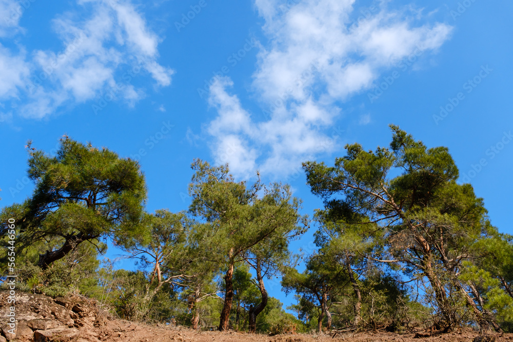 pine trees in a forest and blue sky