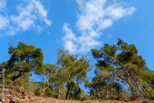 Fotografia, Obraz pine trees in a forest and blue sky