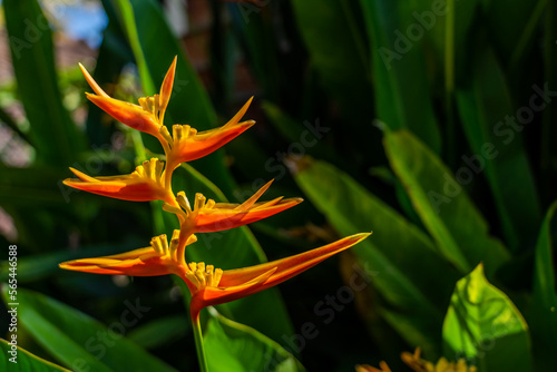 Bright orange Heliconia or Lobster-claws, a colorful tropical flowering plant for garden decoration. Hight quality photo