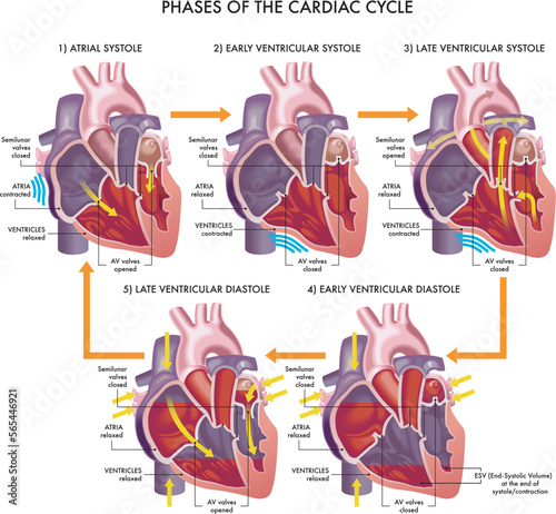 Medical illustration of the phases of the cardiac cycle, with annotations.

 photo