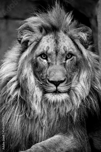 Photo Portrait of an African Lion (Panthera leo)