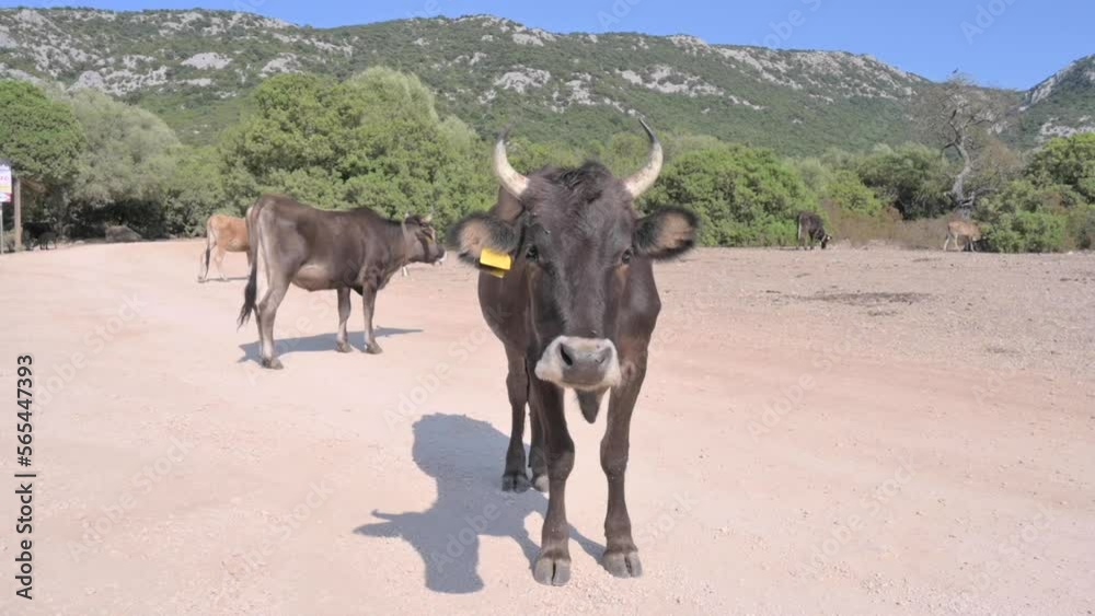 Cows in the mountains of Sardinia. High quality FullHD footage Cows in the mountains of Sardinia. High quality FullHD footage