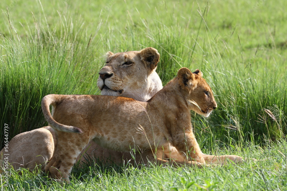 Lioness with her cub resting in high green grass Lioness with her cub resting in high green grass