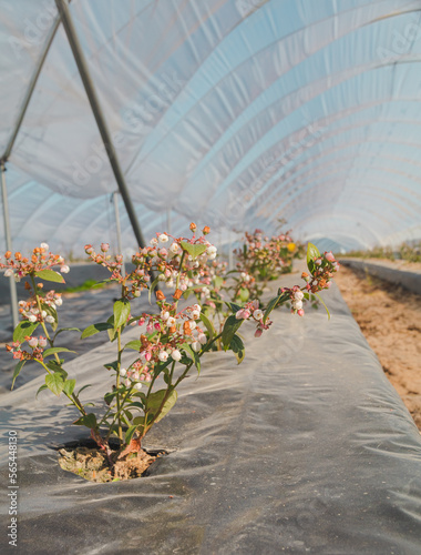 Close up of a view to greenhouses, blueberry flowers farmyard with a lot of fresh blueberries