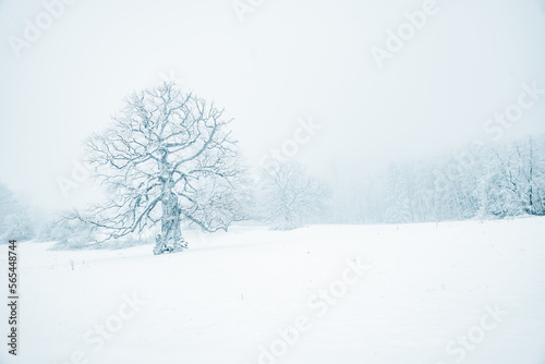 Wallpaper Mural Winter wonderland in Bad Harzburg, Harz mountains, Germany Torontodigital.ca
