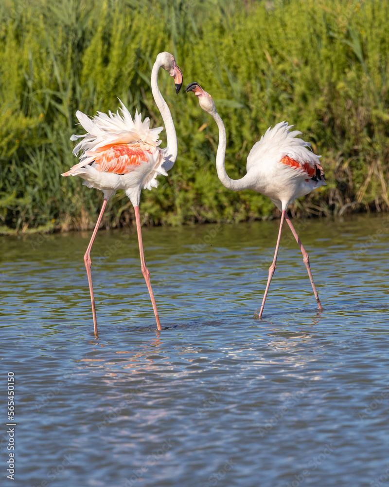 Flamingos at the Ornithological Park of Pont de Gau. Flamingos at the Ornithological Park of Pont de Gau.