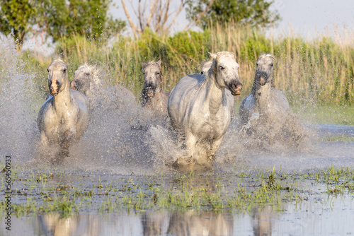 Fototapeta Naklejka Na Ścianę i Meble -  Horses running through the marshes in the Camargue.