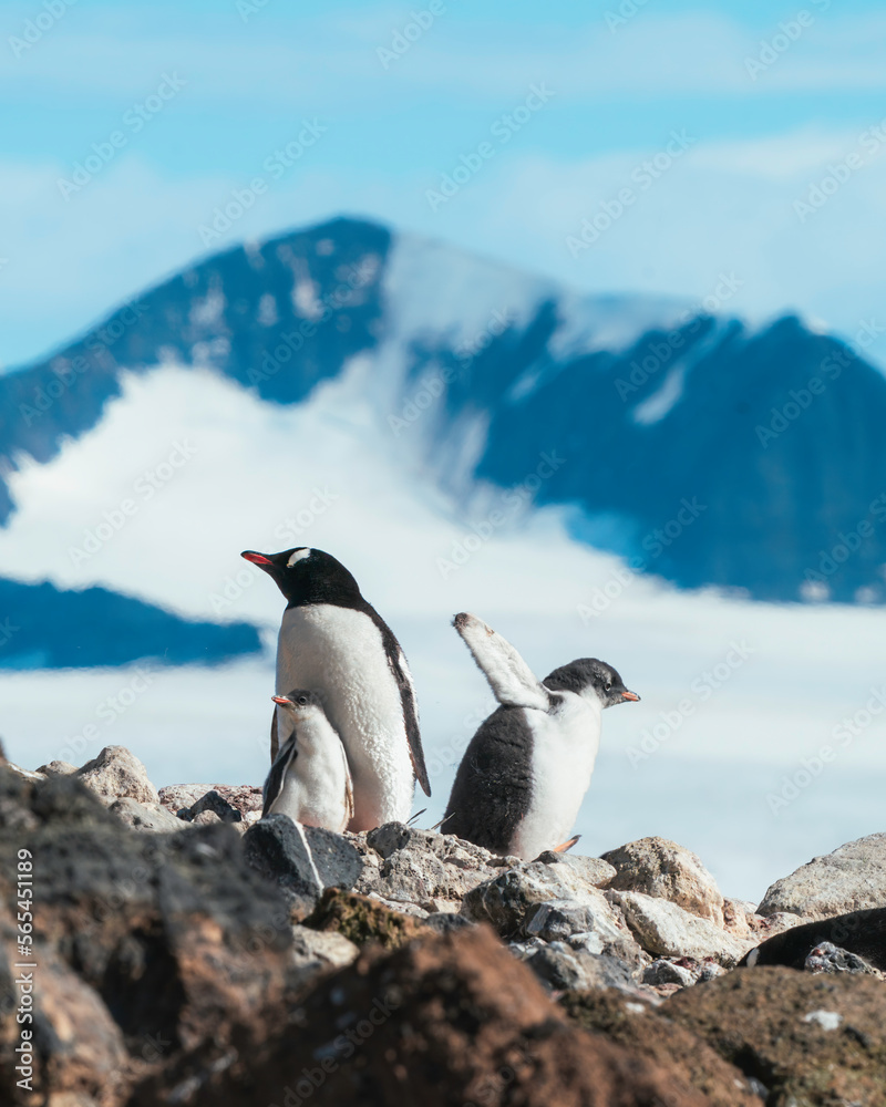 Obraz premium An older gentoo chick has had enough of his mother ignoring him over his younger sister and decides to head off on his own down the mountain to find food. Brown Bluff, the Antarctic peninsula.