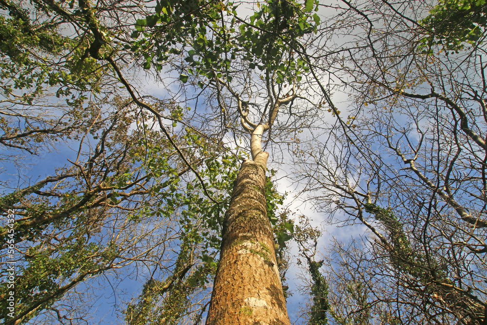 Fototapeta premium Looking up Beech trees in Autumn 
