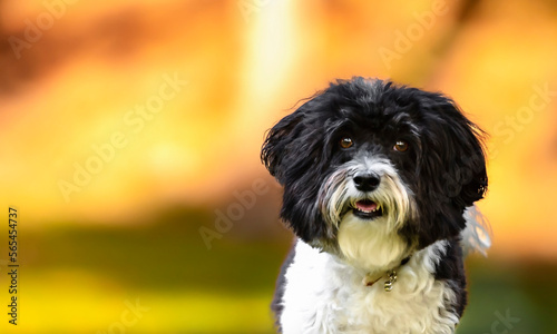 Portrait of one black and white Lhasa dog looking at the camera in the park during golden hour with dry leaves and trees in the background