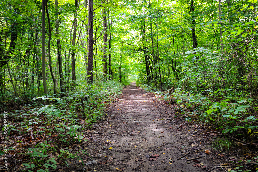 Obraz premium ferns in the forest