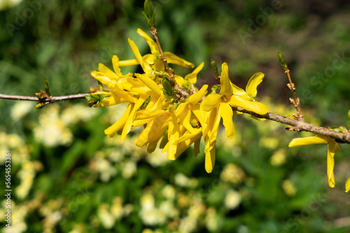 blühender Forsythien-Zweig nah
