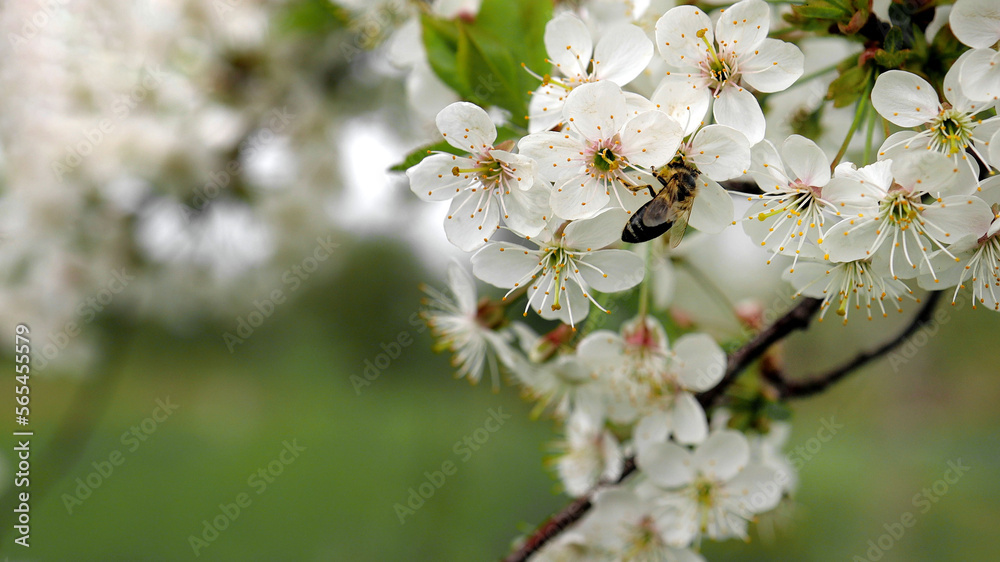 Honey bee is pollinating flower of the blossoming spring tree. Macro Honey bee is pollinating flower of the blossoming spring tree. Macro