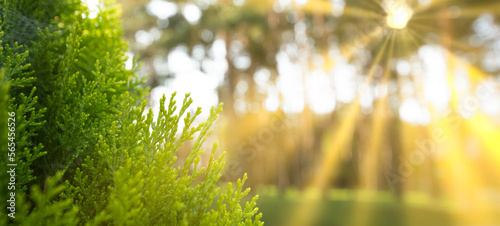 The thuja pine is the sun's rays Selective focus.
