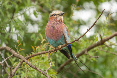 lilac-breasted roller - Coracias caudatus perched with green background. Photo from Kruger National Park in South Africa. © PIOTR