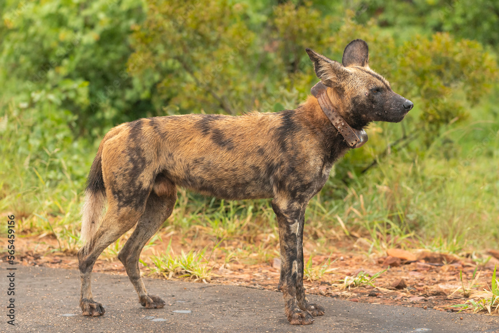 African wild dog - Lycaon pictus - with GPS collar walking on ground with green vegetation in background. Photo Kruger National Park in South Africa close to Punda Maria Rest Camp. African wild dog - Lycaon pictus - with GPS collar walking on ground with green vegetation in background. Photo Kruger National Park in South Africa close to Punda Maria Rest Camp.